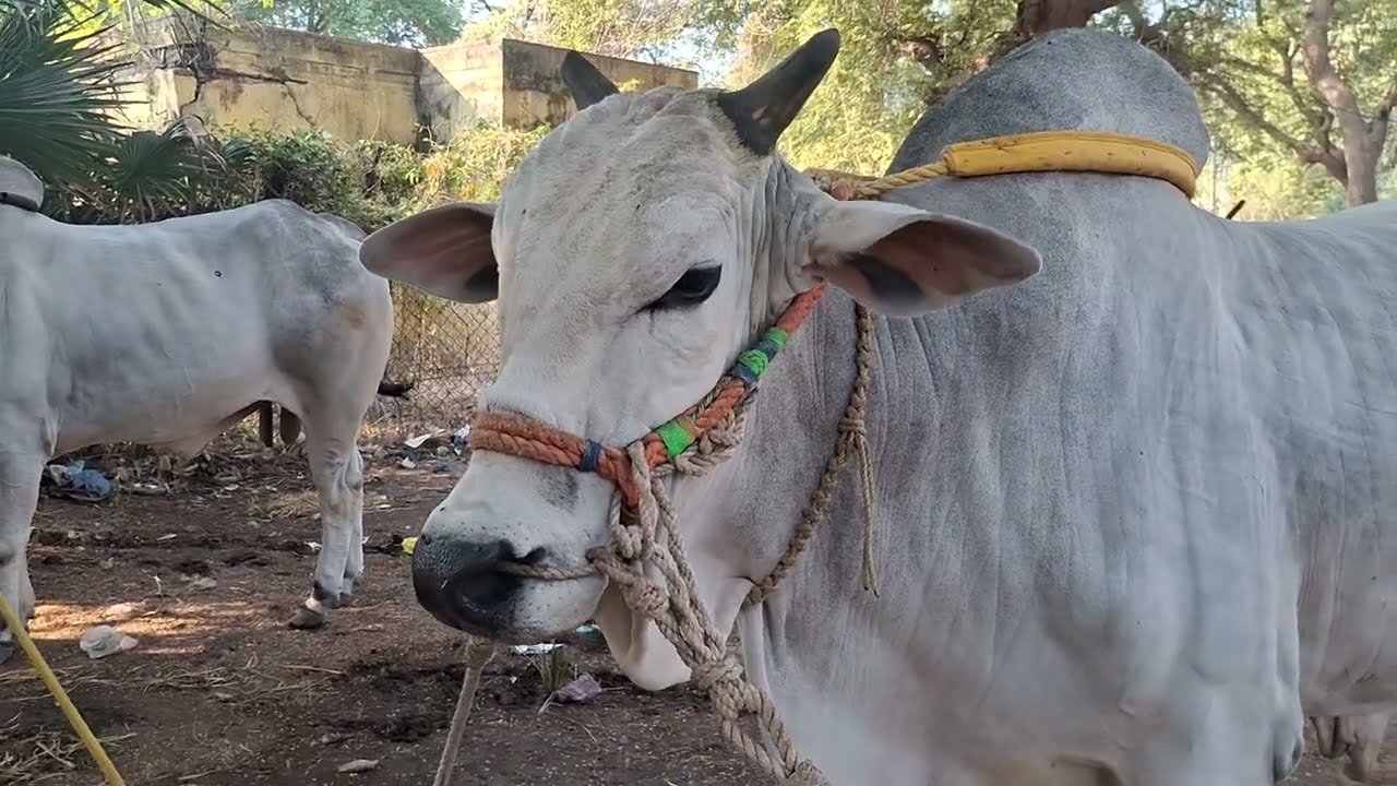 RK BULLS NEW BULL || BADRACHALAM || Bhadrachalam ||