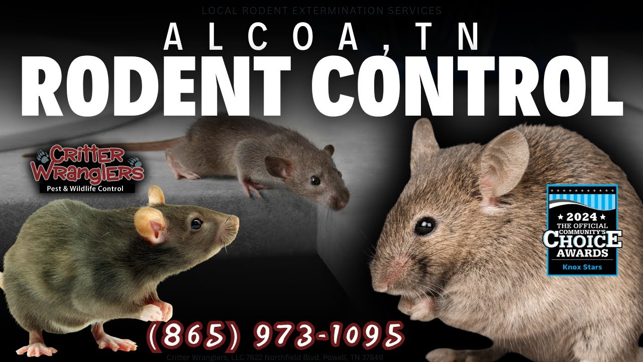 Alcoa, TN Rodent Control Services (865) 973-1095 - Critter Wranglers, LLC