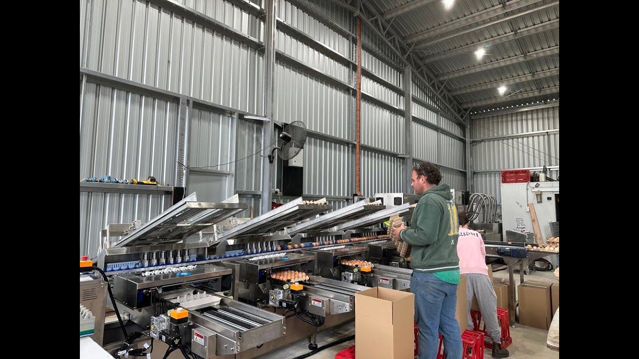 ZENYER 302AP Egg Washing Grading Line with AI detector 10,000 eggs/hour