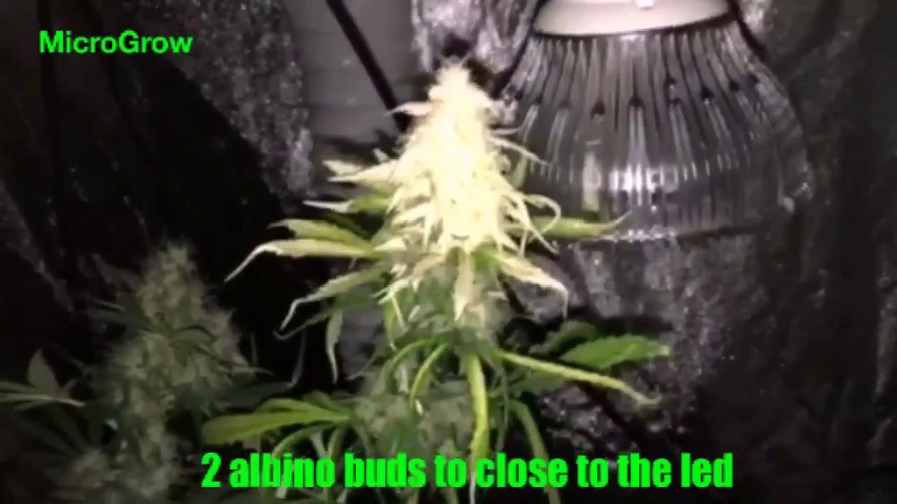 Marijuana 120W full spectrum LED 4 autoflowers ,DIY Co2 generator Day 58