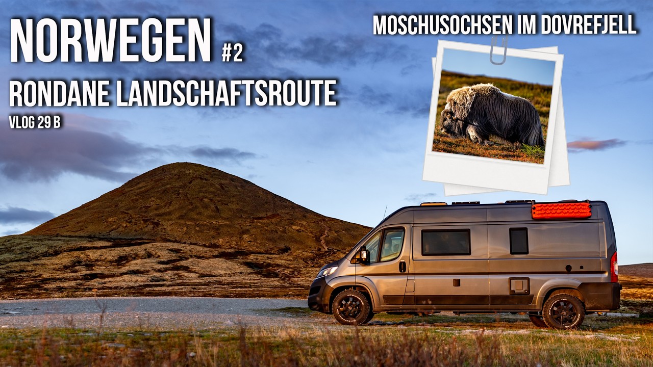 Norwegen mit dem Wohnmobil - Rondane Landschaftsroute & Moschusochsen im Dovrefjell Nationalpark