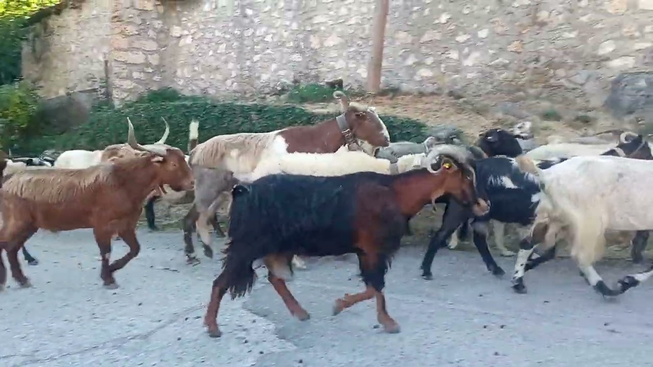 Γιδοπρόβατα στο χωριό- μετακίνηση στα Καλοκαιρινά γρέκια