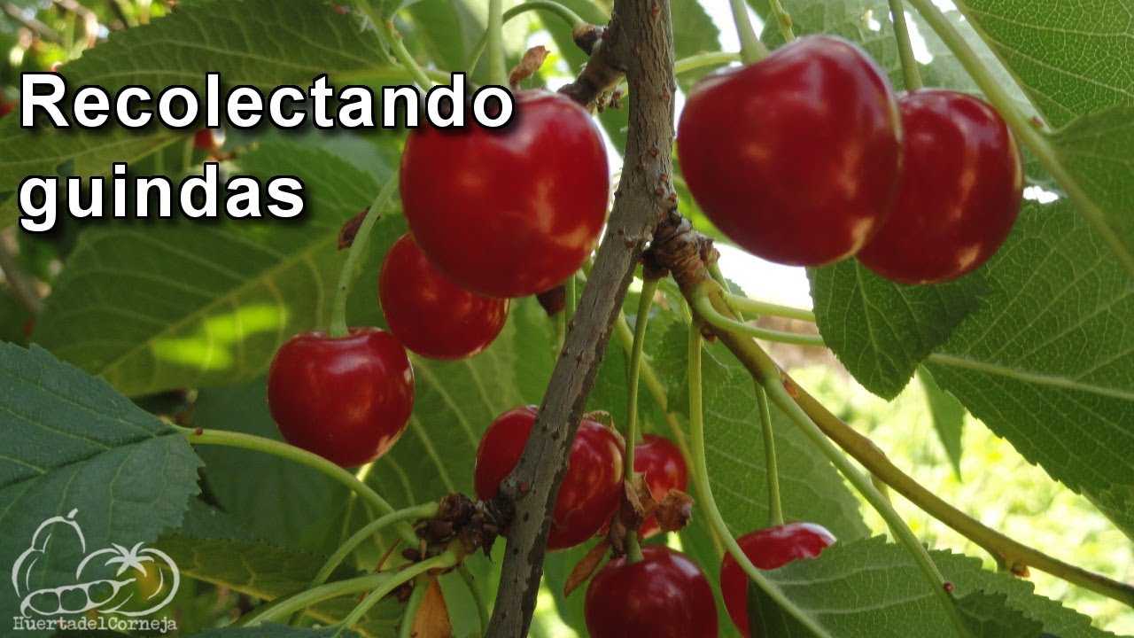 Recolectando guindas.