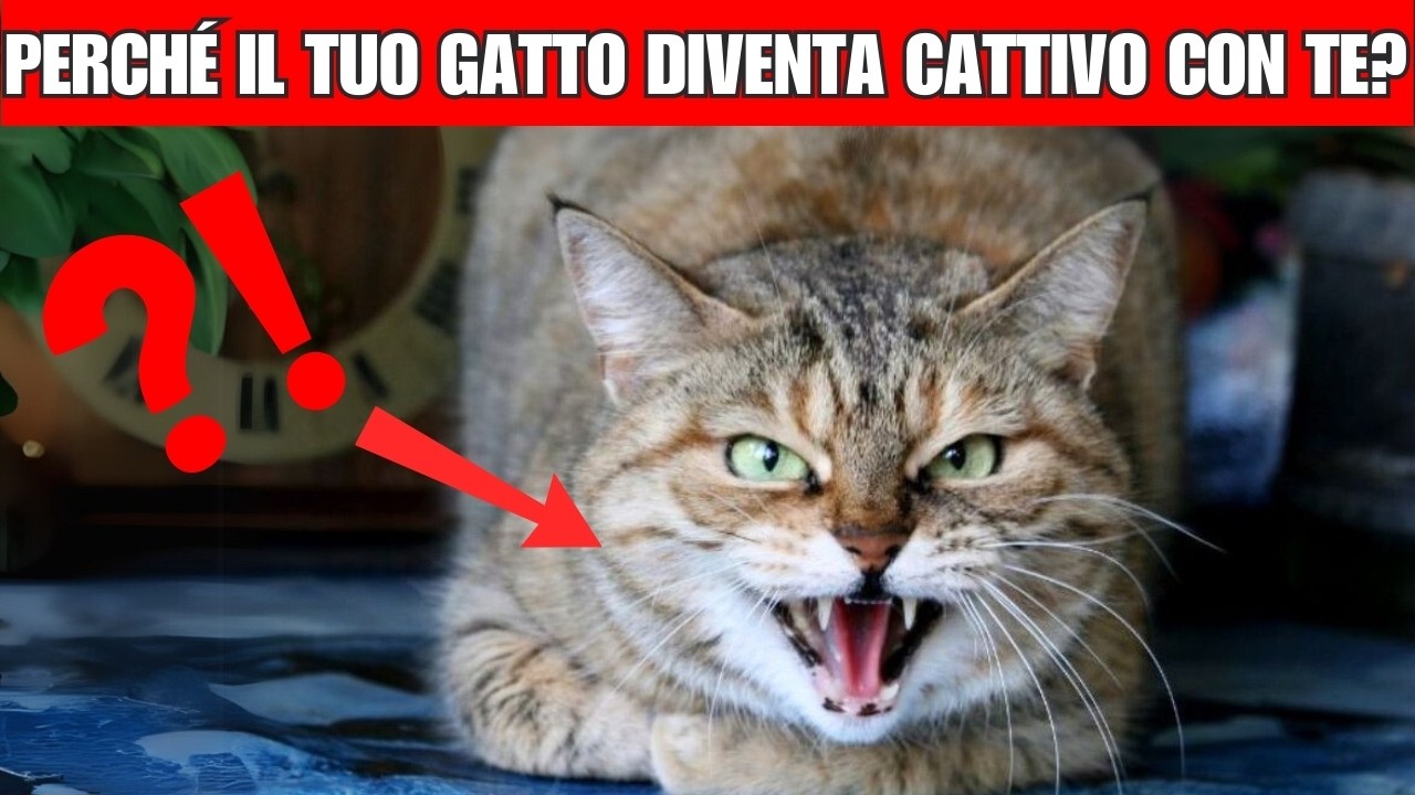 Il tuo gatto diventa a volte aggressivo? Ecco come calmarlo