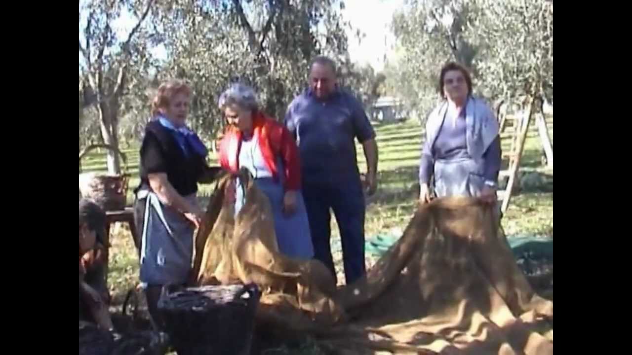 Mattinata - La raccolta delle olive II