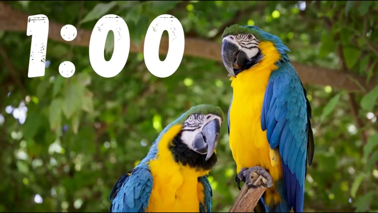 1 Minute Classroom Timer | Tropical Macaw Theme | No Music | Quiet Alarm