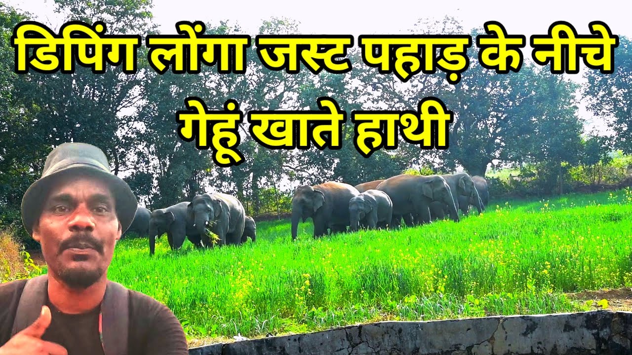 डिपिंग लोंगा जस्ट पहाड़ के//नीचे गेहूं खाते हाथी 