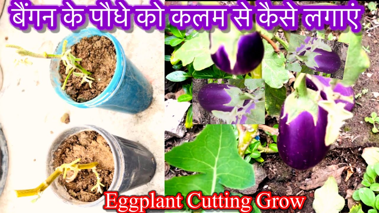 बैंगन का पौधा बिना बीज के कटिंग से उगाए इस तरीके से/बैंगन का पौधा लगाए कलम से/Eggplant cutting grow