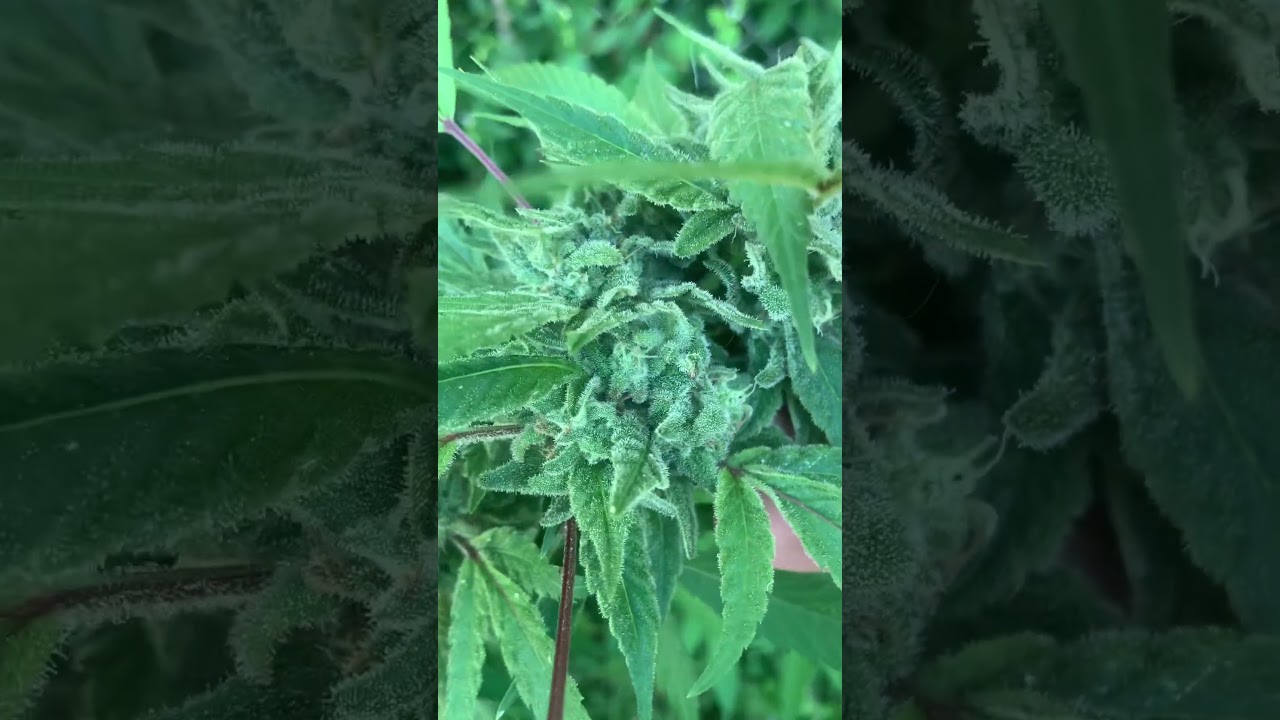 Warning ⚠️!! Keep bud mold away!! ⚠️ #cannabiseducation #cannabisgenetics #organic #cannabisdaily