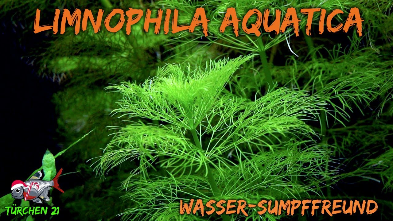 Der Wasser-Sumpffreund - Limnophila aquatica | ADVENTdicted! Adventskalender| Türchen 21