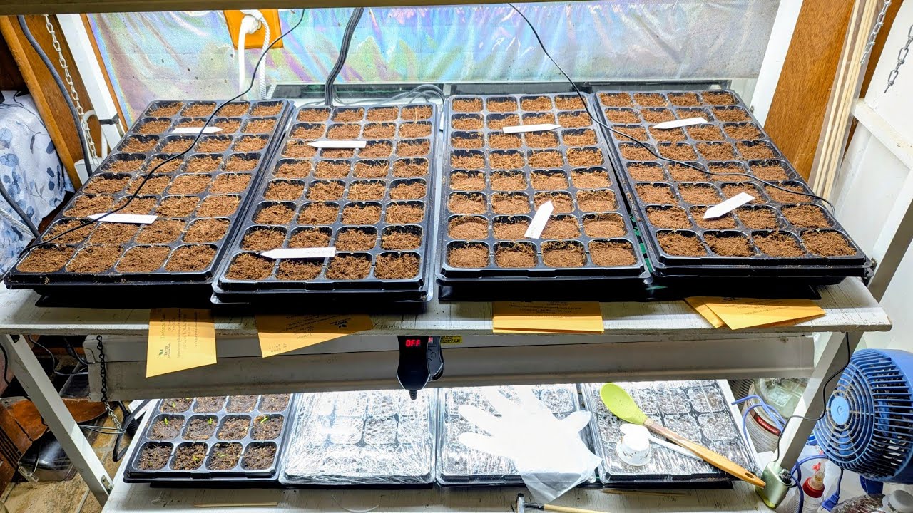 My first two weeks of the 2026 Hortus Medicus (medical/physic garden)