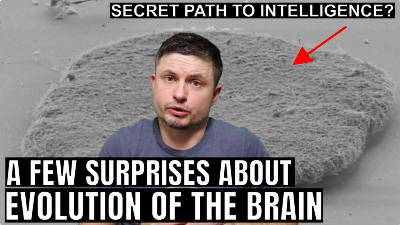 We Learned a Bit More About How Human Brains Became So Complex