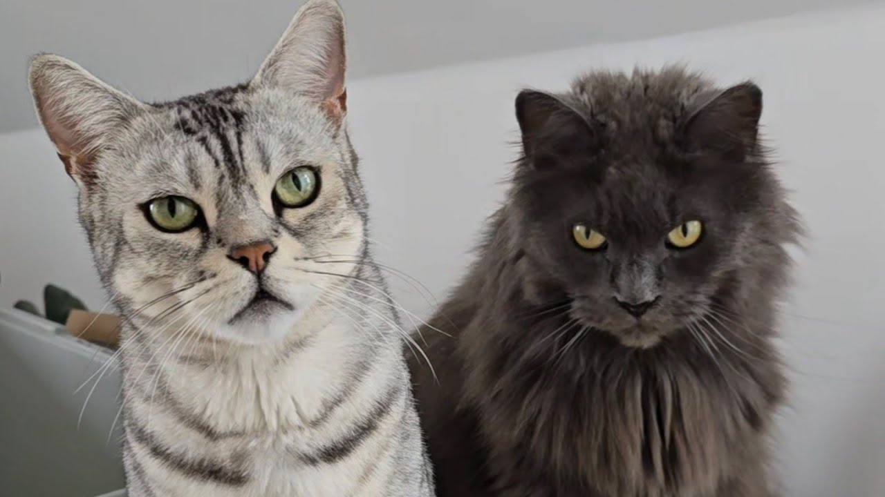 Apollo und Cosmo - zwei Katzen die nicht so harmlos sind wie sie aussehen 