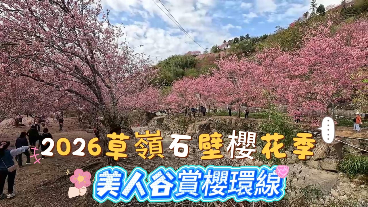 2026 草嶺石壁櫻花季 美人谷 九芎神木賞櫻路線