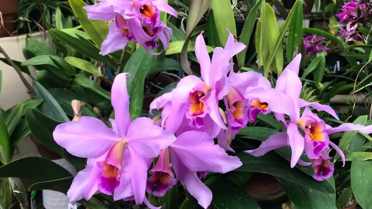 A Year in My Greenhouse Dec/Jan