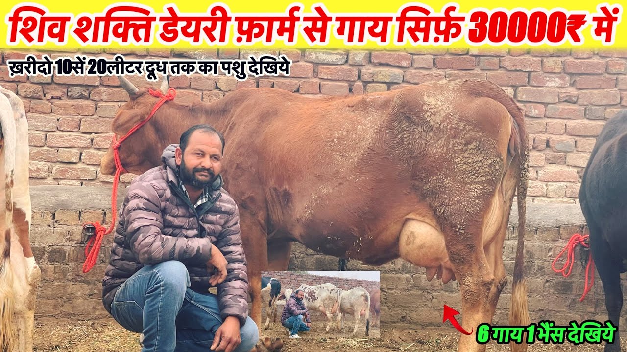 शिव शक्ति डेयरी फ़ार्म से 30000₹ में गाय खरीदो 10से 20लीटर दूध तक का पशु देखिये~Hanumangrh News 