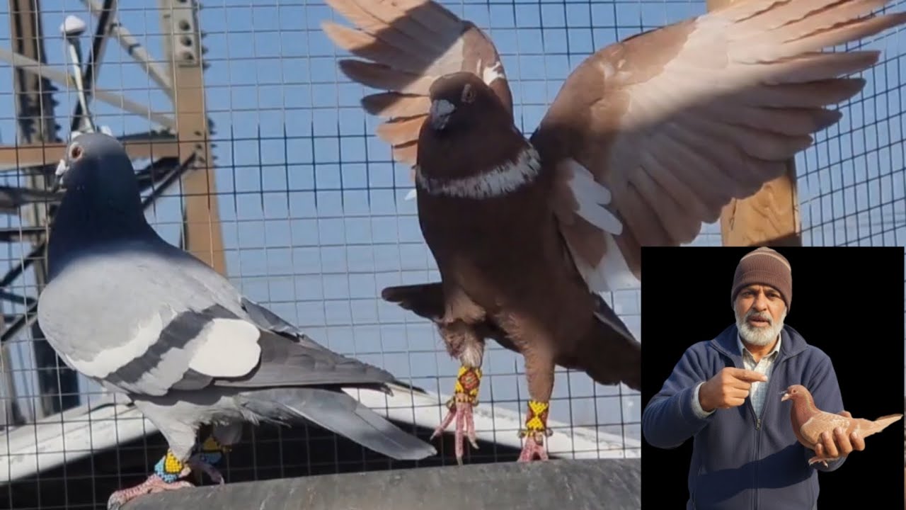 Quetta balochistan ka Shoq#pigeon #kabootarba #birds #support 