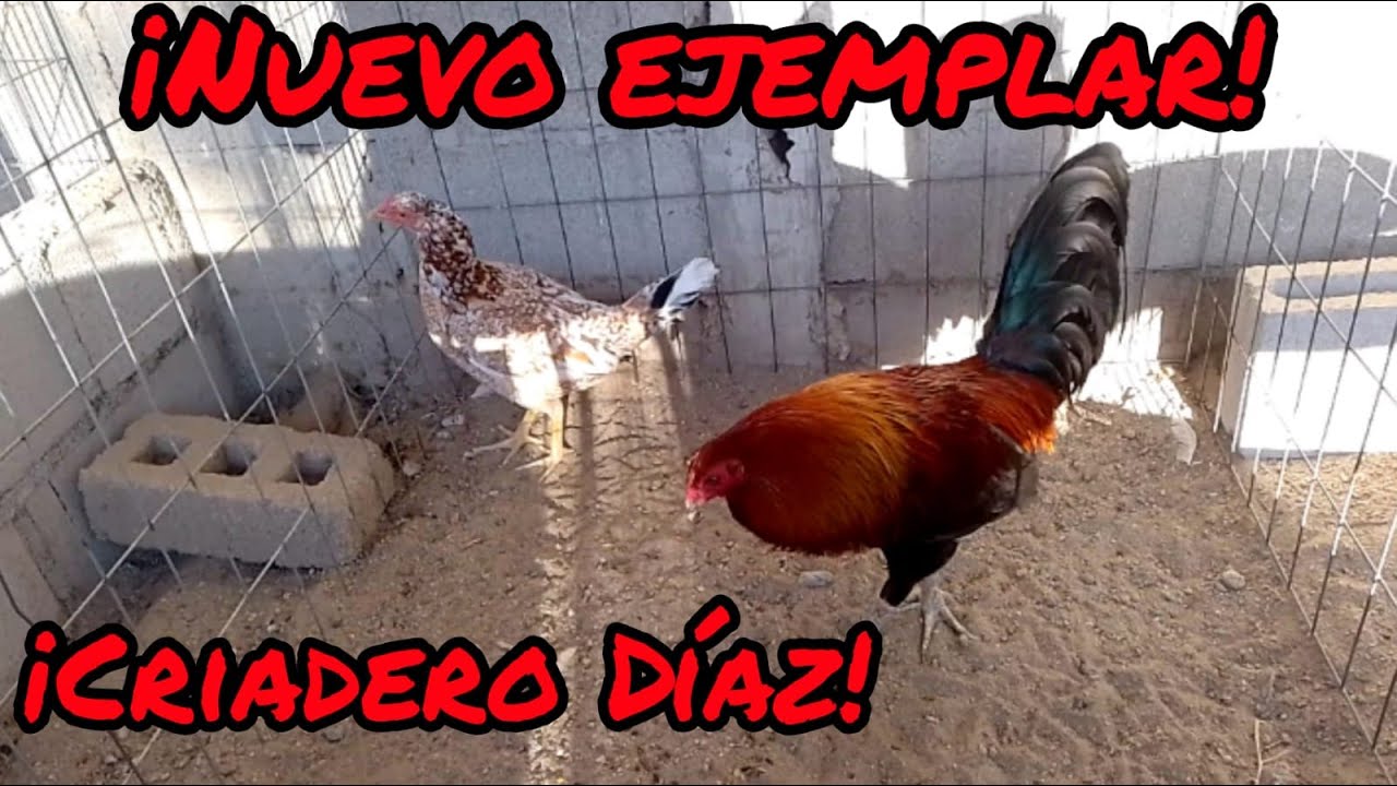 Este es el nuevo gallo para la cría en (Criadero Díaz)este Enero 2022.🐓🐔