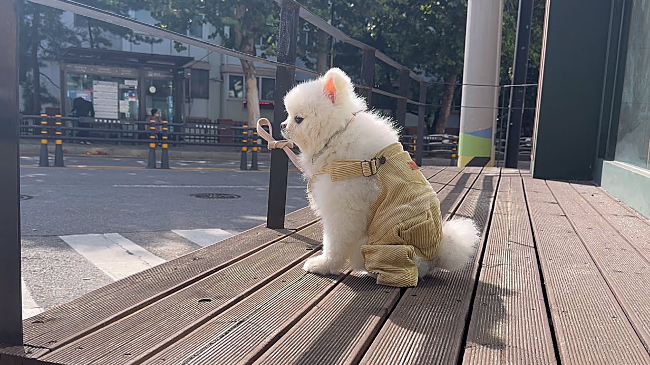 물건 살 때 강아지를 밖에 묶어두면 뭘 하고 있을까?