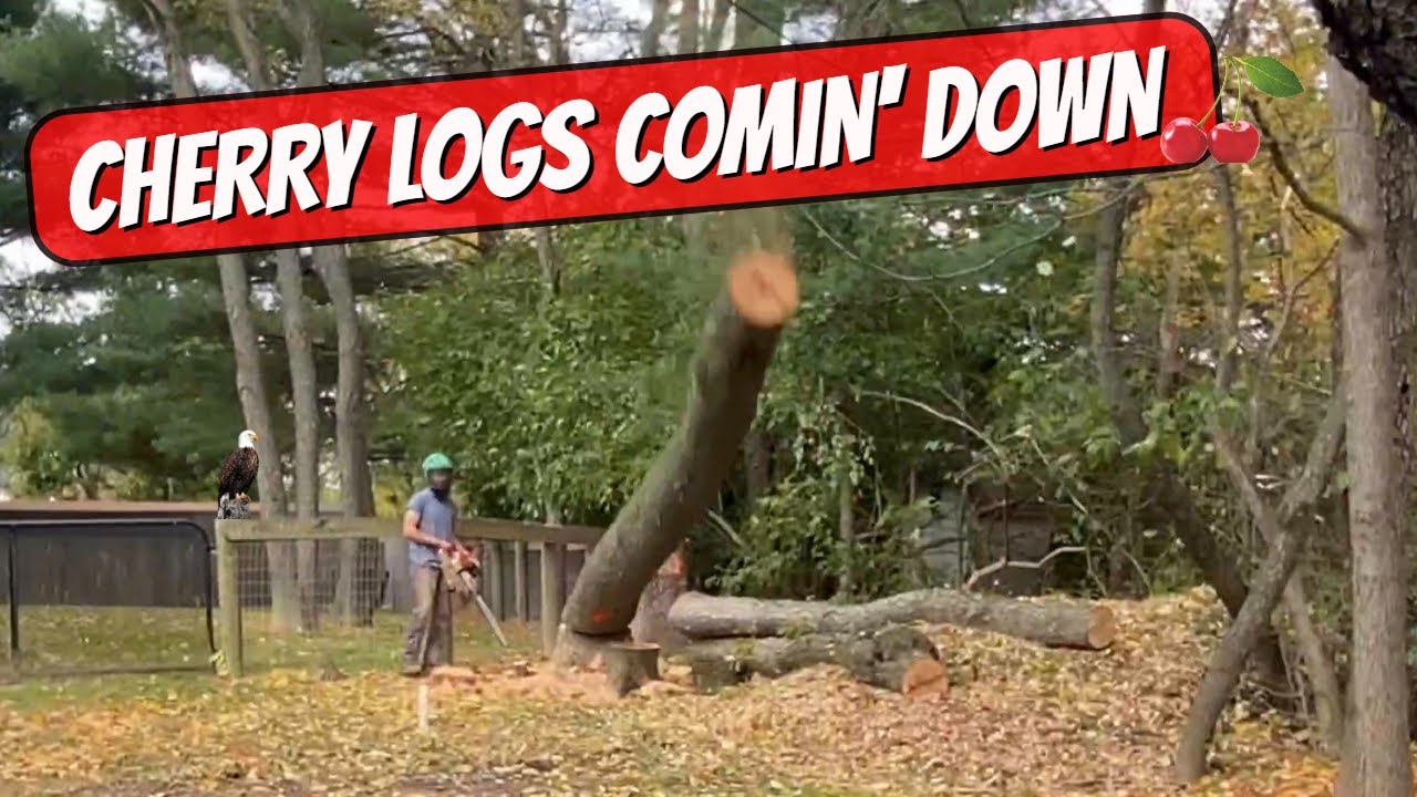 A BIG NICE LOAD OF CHERRY! - #109