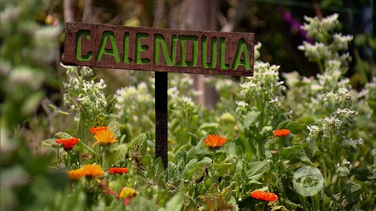 Siembre más plantas plonizadoras cerca a los apiarios | La Finca de Hoy