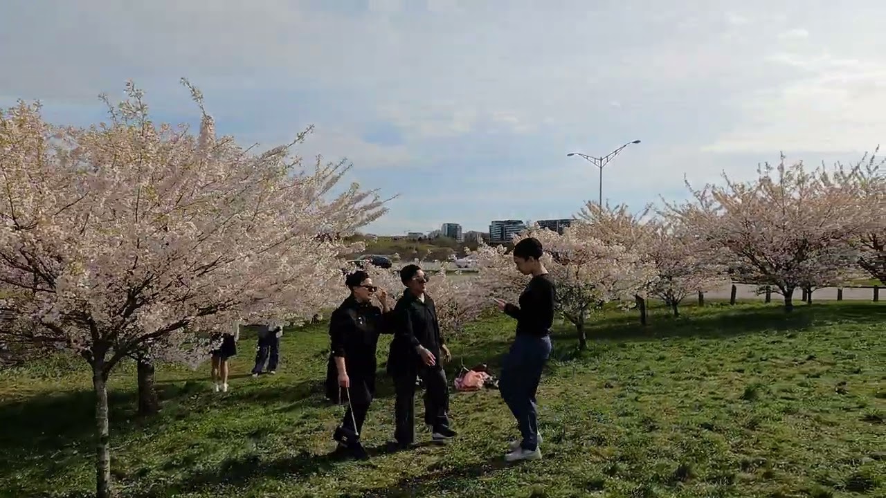 🇨🇦【4K UHD】Sakura, Vancouver Canada,  Api 2024