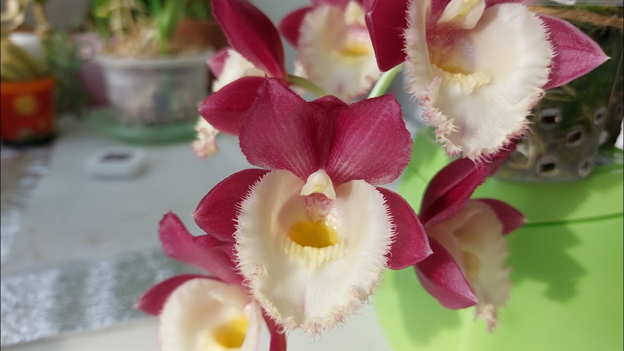 Clowesetum Pierre Couret от BBB Orchids. От получения до цветения - полгода! Орхидея морковка.