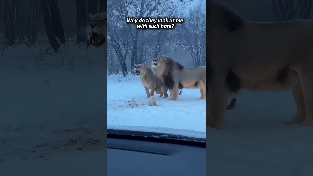 Отвергнутый львами, спасённый домашним котом 🦁🐱