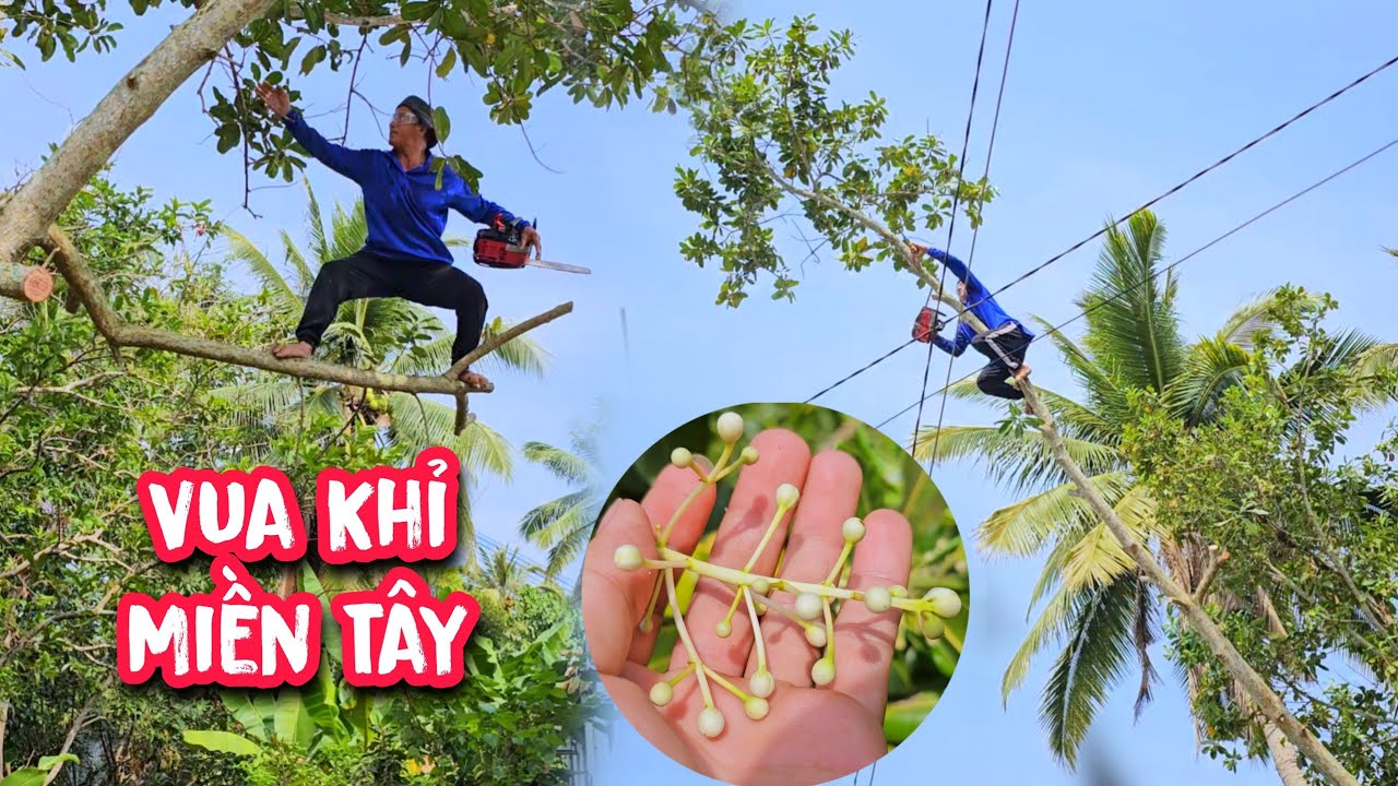 Vua Khỉ cưa hạ gốc cây Dừa và hai cây Mù U giữa hai cây cầu Mỹ Thuận.