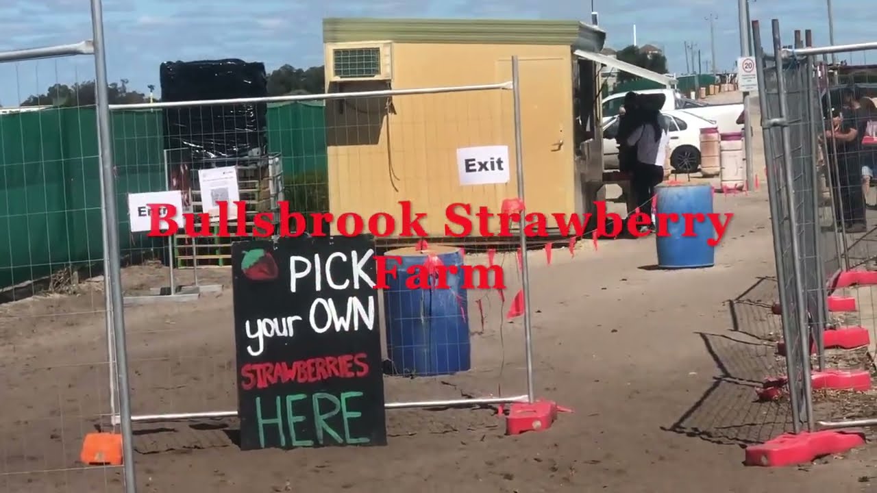 Strawberry Farm | Pick Your Own Strawberry| 45 Mins Drive From Perth (North) | Bullsbrook| KrishFlix