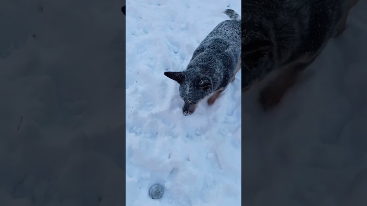 In like a lion ❄️ 
