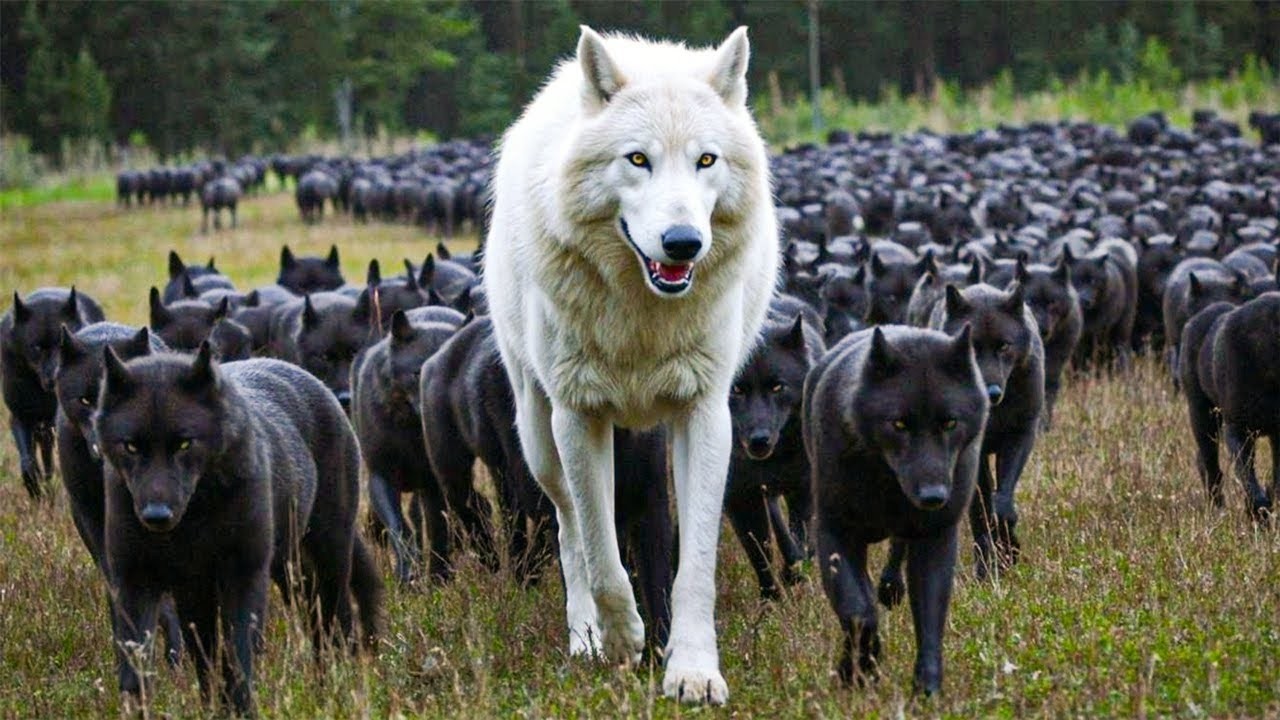 Le Plus Grand Loup Jamais Filmé ! Du jamais vu.