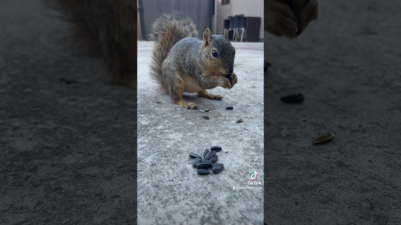 Squirrel eating sunflower seeds. ( episode 27) #youtubeshorts #youtubeviral #youtube #shorts