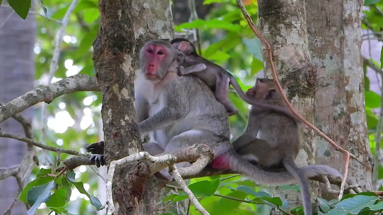 Lovely little monkey Jazzy try follow mom Jane for help take care baby Jonna