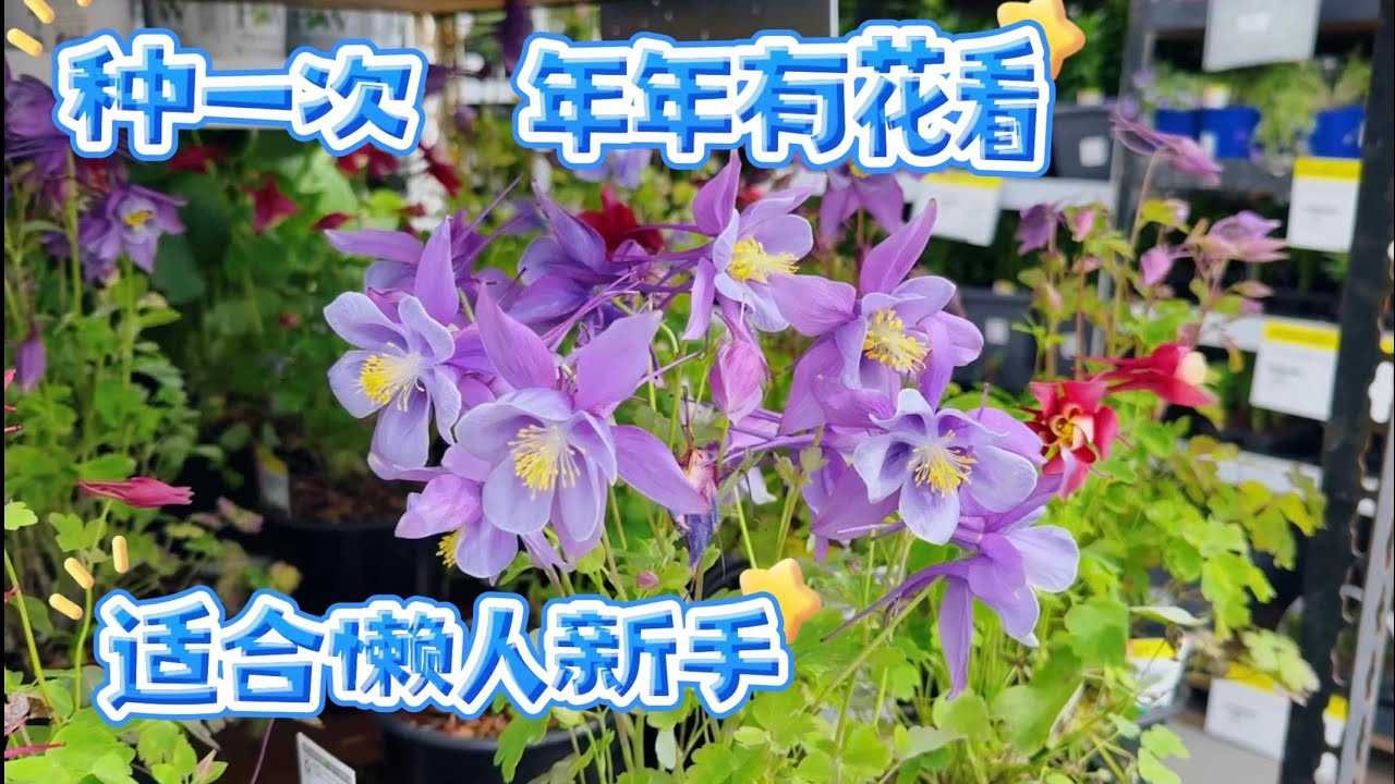 适合加拿大气候的多年生花卉，耧斗菜/Aquilegia   海石竹/Sea Thrift  石竹/Dianthus 【莎拉养花】2025年5月1日