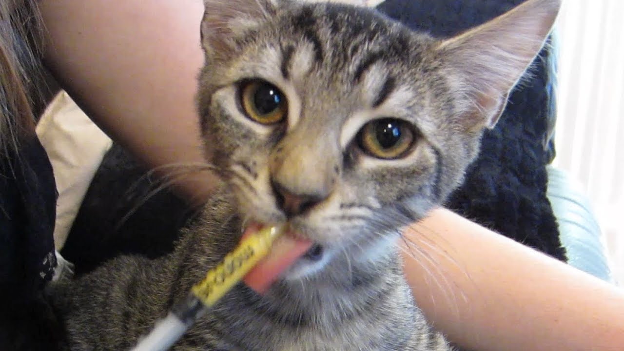 Kitty Vomit is a Great Way to Start the Day (Day 1033 - 9/22/12)
