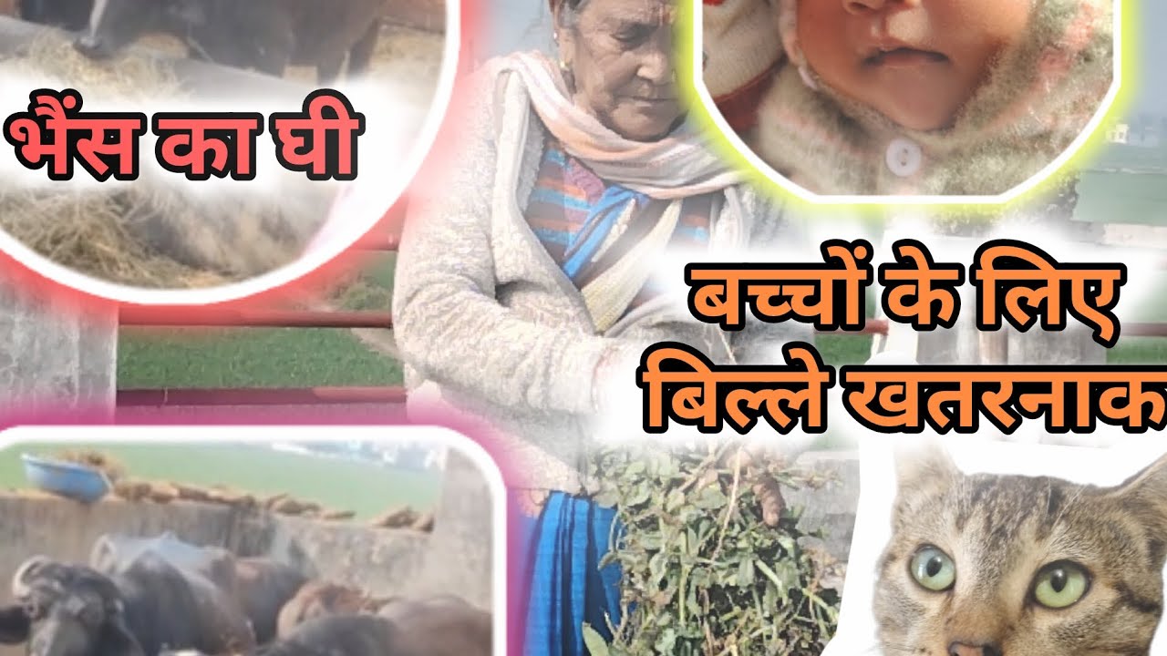 बिल्ले से सावधान करे 💕💕