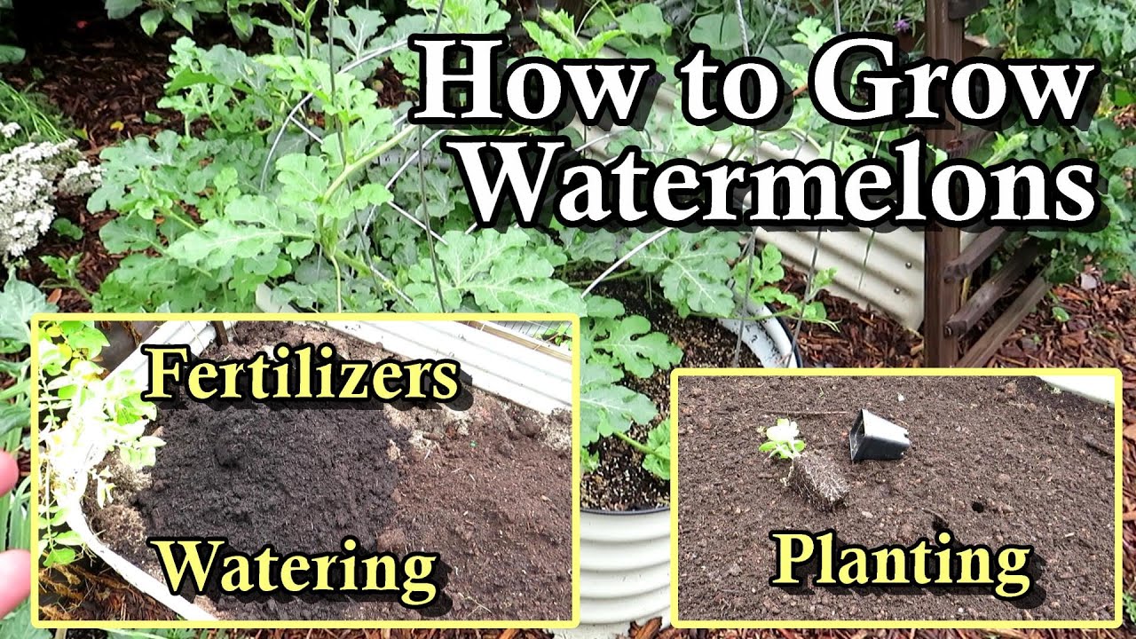 How to Plant & Grow Watermelons: Transplants, Seeds, Fertilizer, Soil Prep, Watering - All the Steps