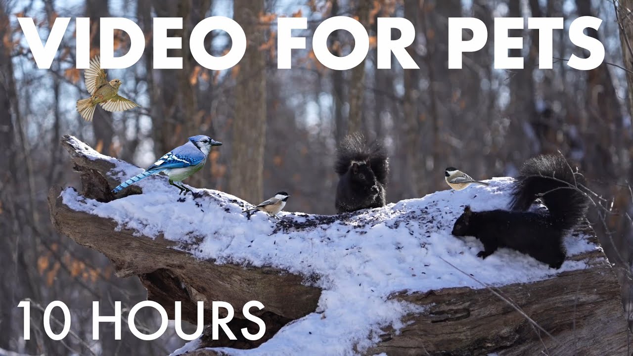 Cat TV for Pets to Watch 🐱 - Birds, Squirrels and Forest Friends in the Snow - Feb 02, 2026