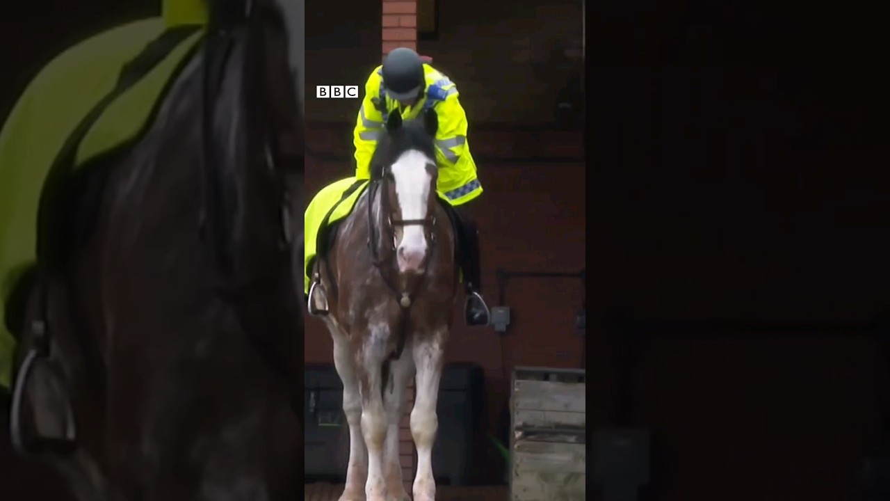 Meet the UK&rsquo;s biggest police horse: Trooper 🐴😮👮&zwj;♂️🫶