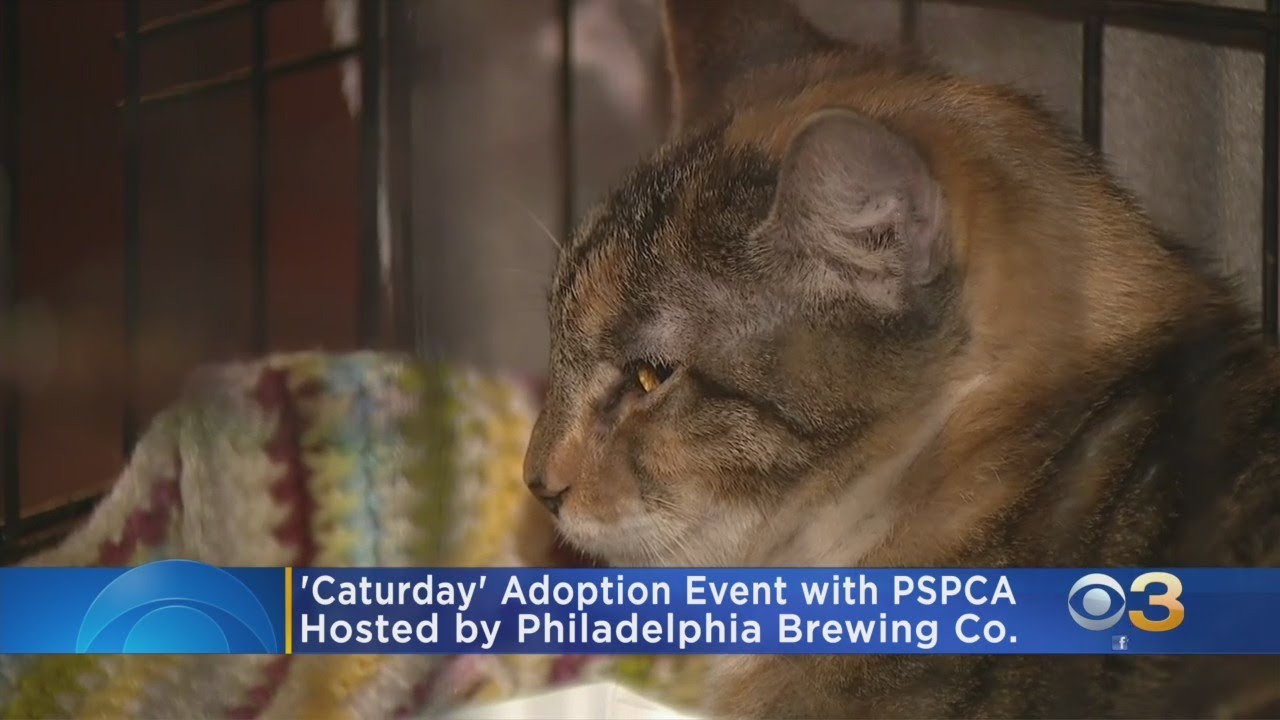 Philadelphia Brewing Co. Holds Caturday