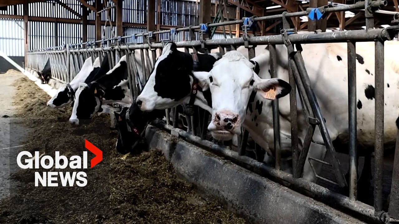 “It doesn't work”: French farmers protest cow cull orders, block highways