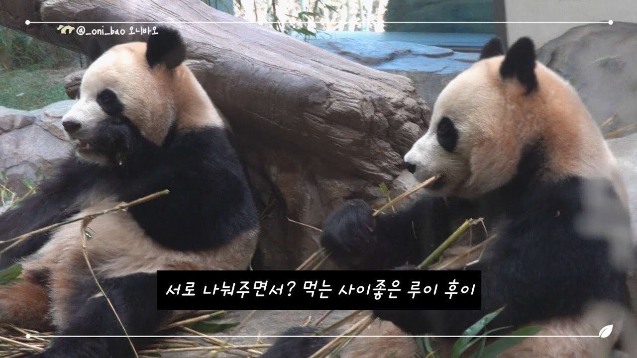루이바오 후이바오 둘이 붙어있으면 더 귀엽거던요💜🩷