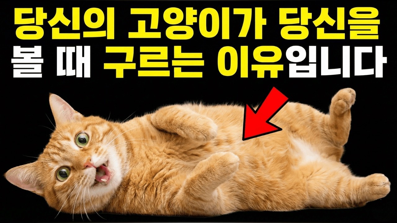 당신의 고양이가 당신 앞에서 배를 보이며 구른다면, 그건 당신에게 이것을 말하려는 것입니다…