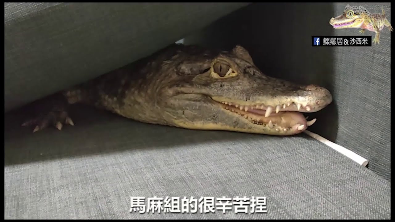 鱷鄰居搬家(下)！動物搬遷大風吹~~~