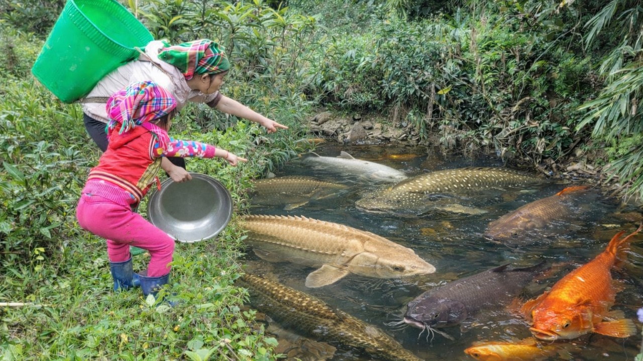 Meet giant fish in a puddle.used a tool to suck out all the water and suddenl catching a lot of fish