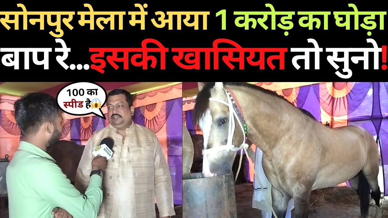 सोनपुर मेला में आया 1 करोड़ का घोड़ा इसकी खासियत तो सुनो! | Sonpur Mela 2023