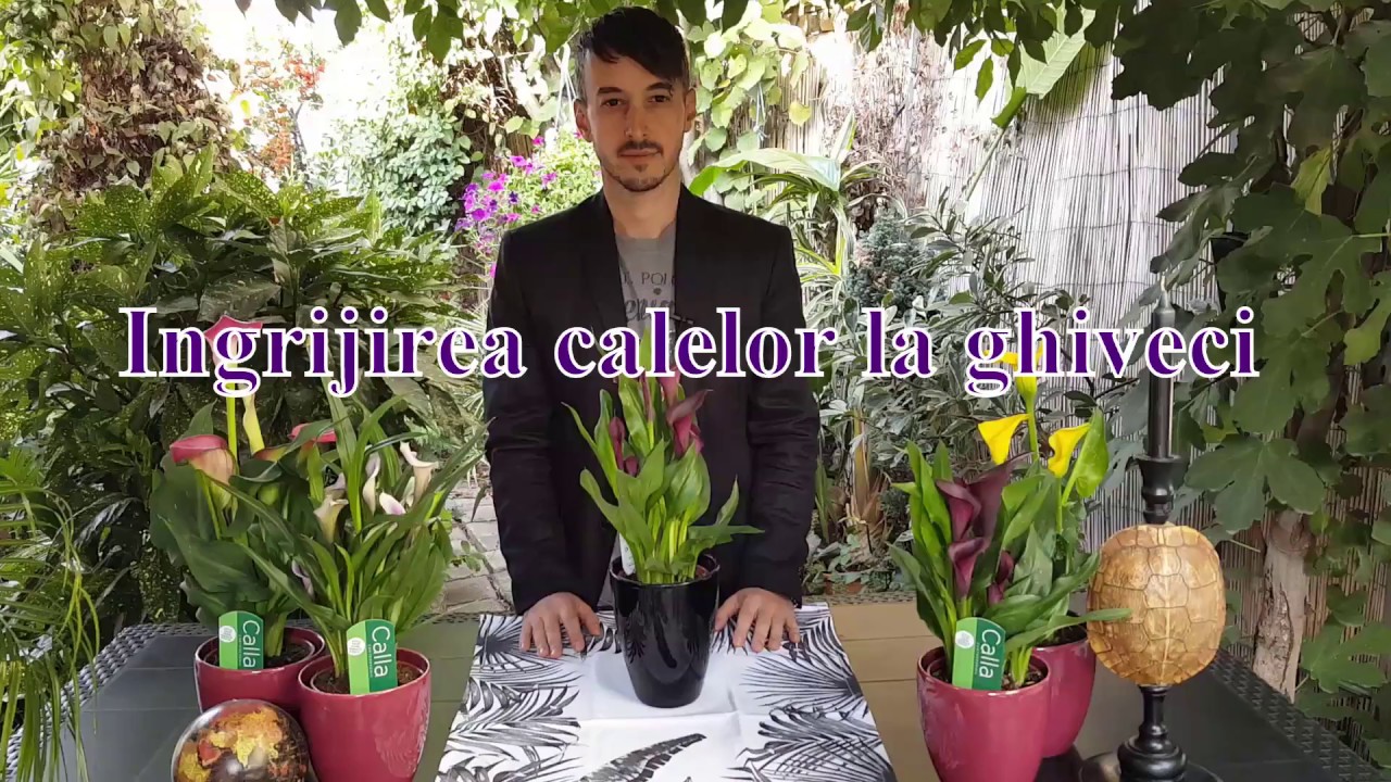 Ingrijirea calei la ghiveci