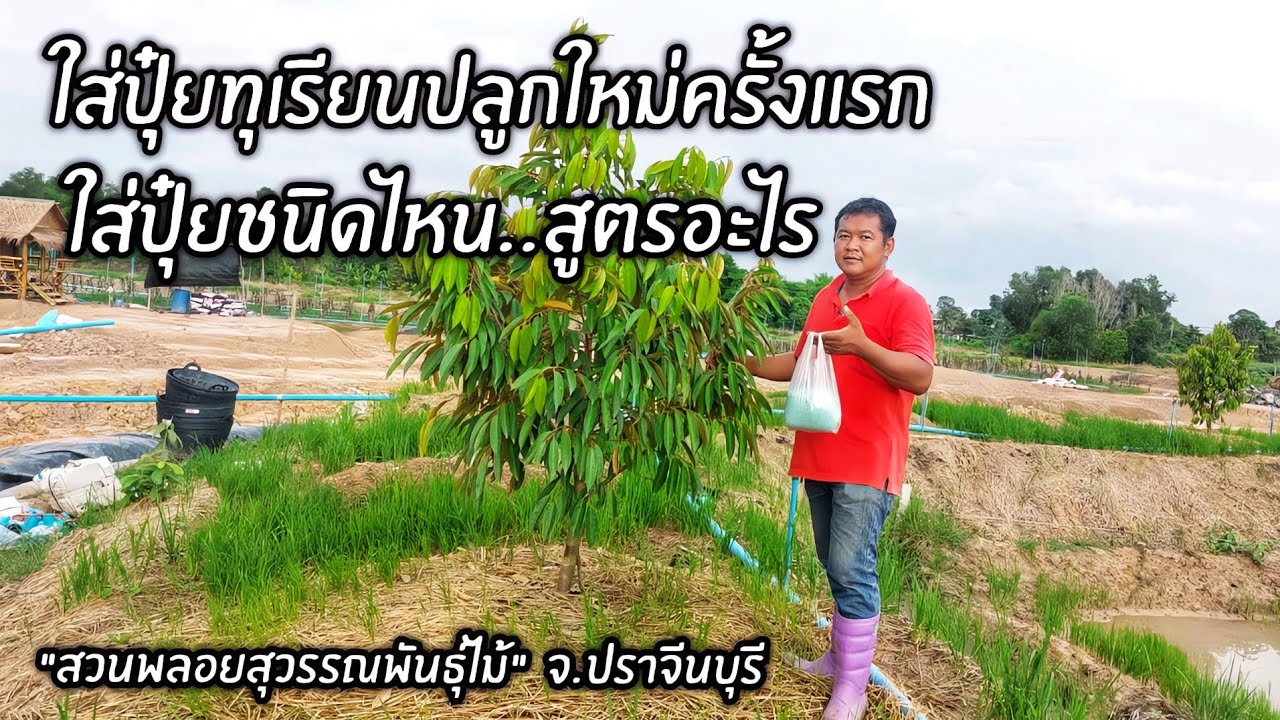 ใส่ปุ๋ยทุเรียนปลูกใหม่ครั้งแรก ใส่ปุ๋ยชนิดไหน..สูตรอะไร 
