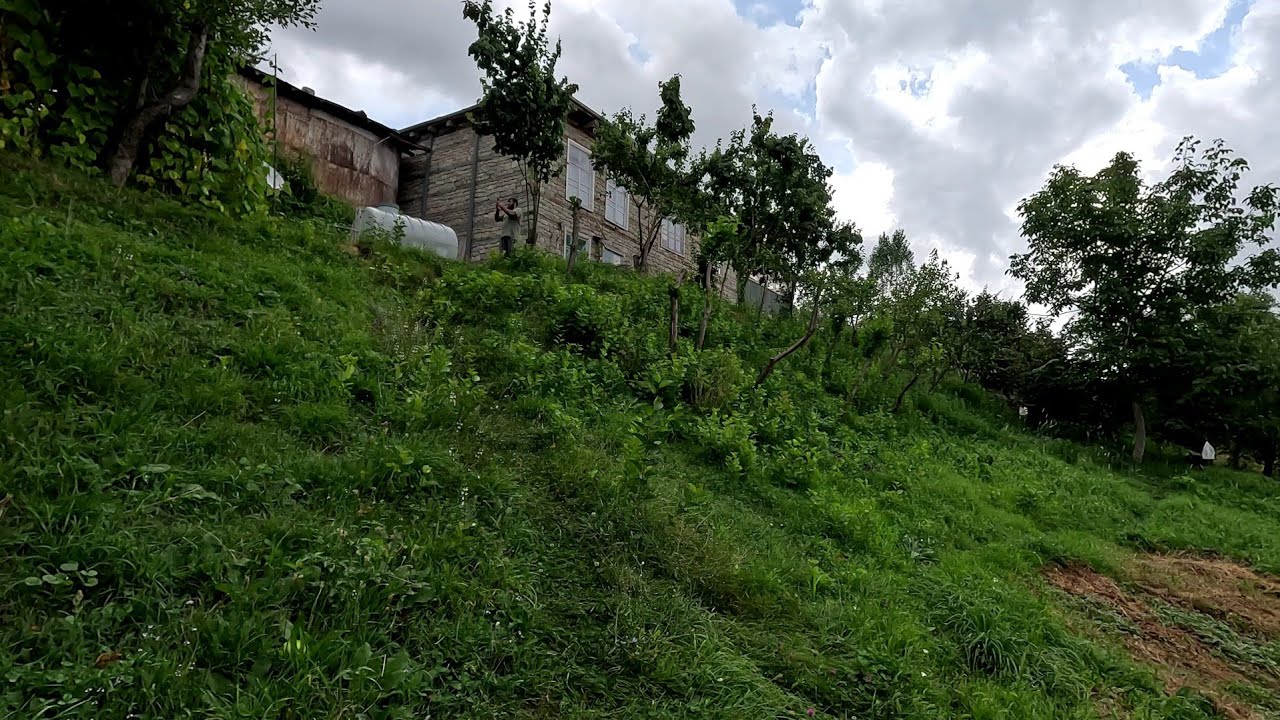 İsmayıllı rayonu. Bakıda  dəhşətli isti olmağına baxmayaraq, bizim kənddə yağış yağır